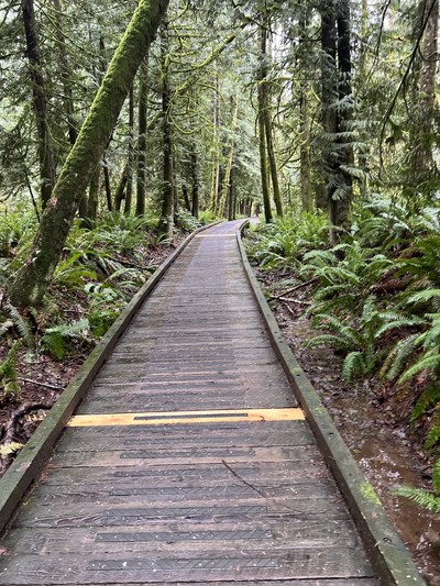 the path with sun shining on it