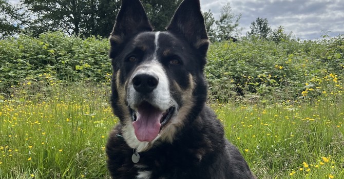 Grieving the loss of your beloved pet.